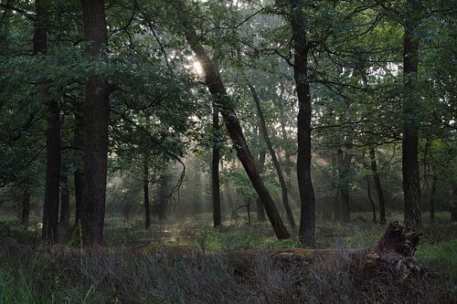 Sunbeams through the fog in the forest