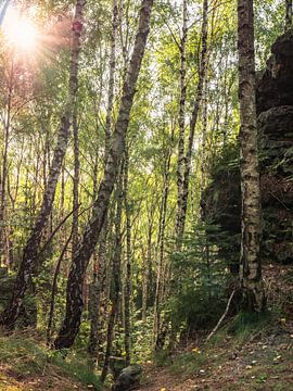 Lampertstein, Suisse saxonne - Forêt de bouleaux au Lampertshorn sur Pixelwerk
