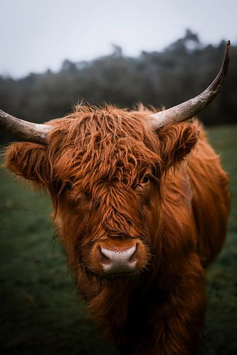 Herbstlicher schottischer Highlander auf der Veluwe