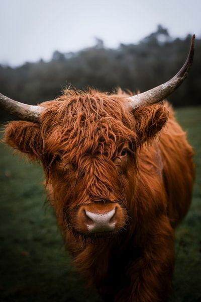 Autumnal Scottish Highlander on the Veluwe by Tom van Ooijen