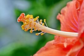 an orange hibiscus flower by Werner Lehmann