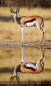 Springbok, Africa wildlife van W. Woyke