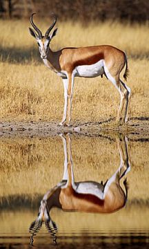 Springbok, Africa wildlife by W. Woyke