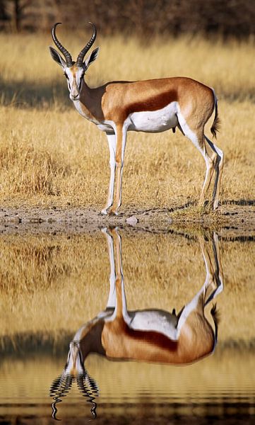 Springbock, Afrika wildlife von W. Woyke