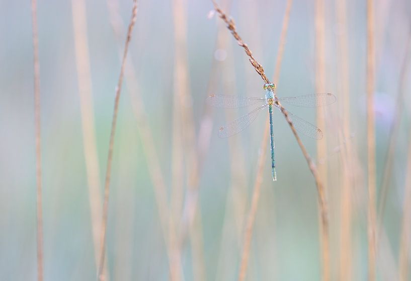 Stingray damselfly by Milou Hinssen