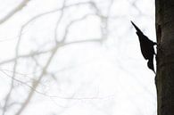 Zwarte spook van het bos van Danny Slijfer Natuurfotografie thumbnail