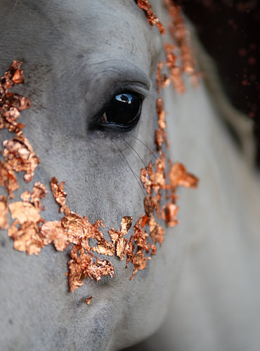 The eye of a grey horse with gold leaf – a close-up in copper and white