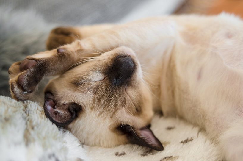 Siame-1 by Mi Vidas Fotodesing