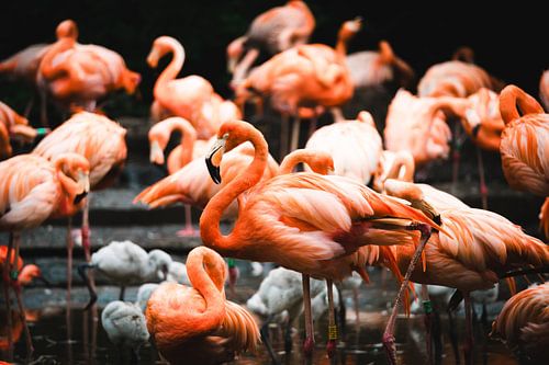 Flamingo's oder Phoenicopteridae