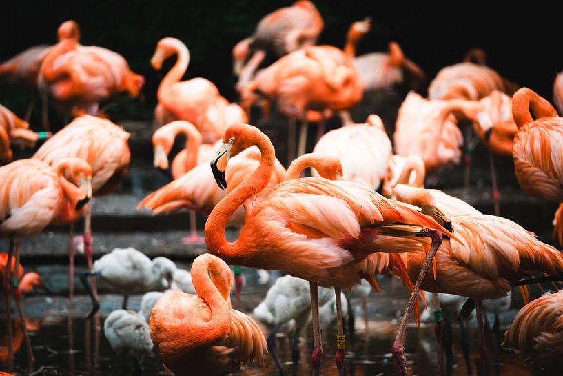Flamingo&#039;s oder Phoenicopteridae von Bart cocquart