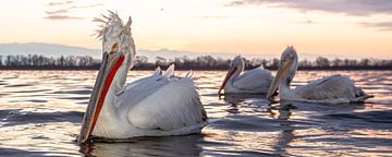 pelikanen in de vroege ochtend van Kris Hermans