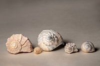 La spirale de Fibonacci