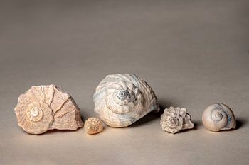 La spirale de Fibonacci