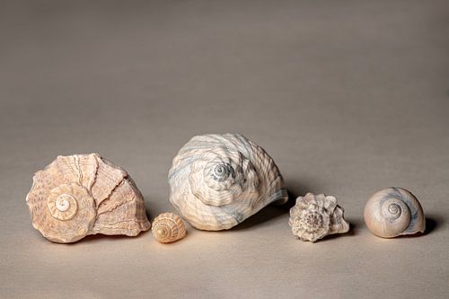 De spiraal van Fibonacci.