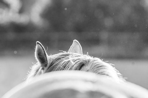 Attention | écoute | cheval