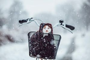 Un chat dans la neige sur Felicity Berkleef