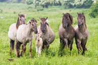 Paarden | Konikpaarden met veulen Oostvaardersplassen  van Servan Ott thumbnail