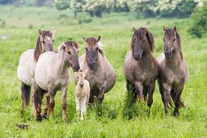 Paarden | Konikpaarden met veulen Oostvaardersplassen  van Servan Ott