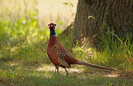 Fasan von Frank Smedts