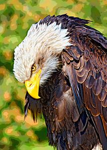 Weißkopfseeadler
