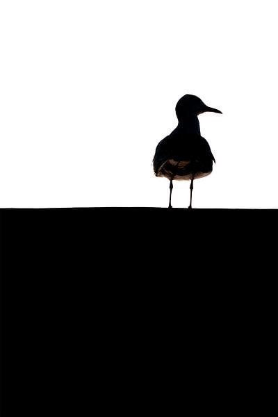 gull on the roof by Ronald Hofmeester