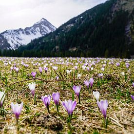 Lake Vilsalpsee in the Tannheimer Valley with its mirror-like water and alpine mountain backdrop. by Miriam Schwarzfischer Fotografie