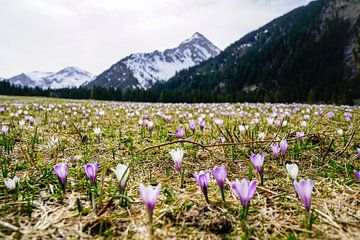 Lake Vilsalpsee in the Tannheimer Valley with its mirror-like water and alpine mountain backdrop. by Miriam Schwarzfischer Fotografie