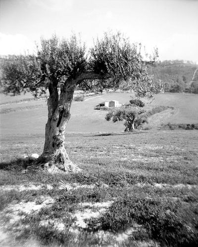 Olivetree by Liesbeth Govers voor Santmedia.nl