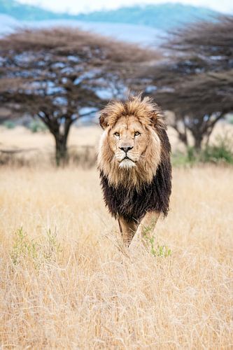 lion