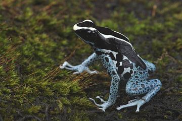 Malerfrosch (Dendrobates tinctorius) von Ronald Pol
