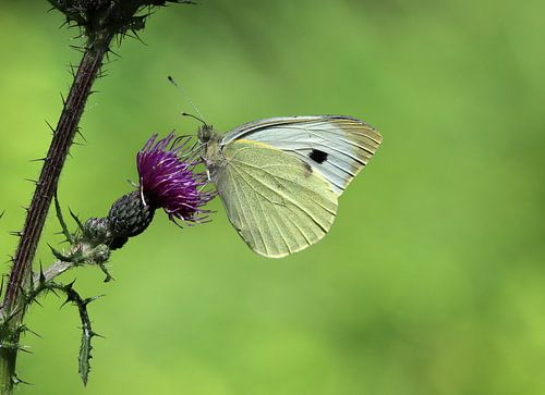Grote koolwitjesvlinder