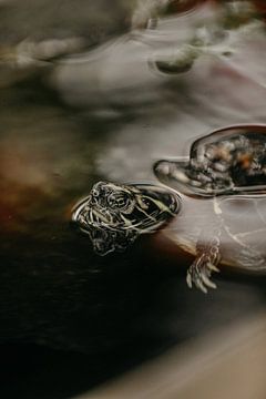 La tortue flotte à travers le jour sur Leen Van de Sande