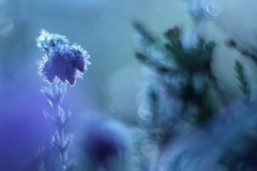 Heather with the Helios by Nienke Castelijns