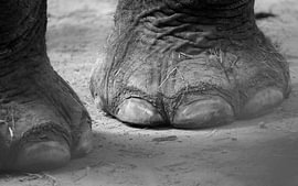 Olifant (poot) van Frank Smedts