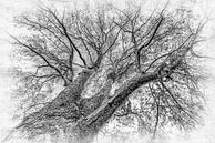 Ahorn Baum schwarz-weiss ohne Blätter im Winter in high-key von Dieter Walther Miniaturansicht