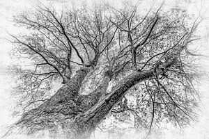 Esdoorn zwart-wit zonder bladeren in de winter van Dieter Walther