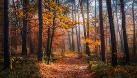 Autumn forest with colours and leaves