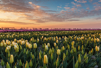 Tulpenveld bij zonsopkomst