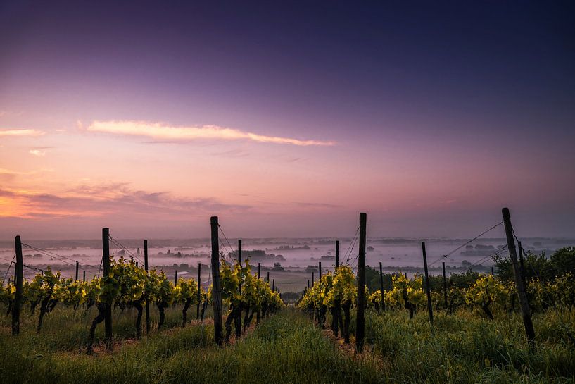 Coucher de soleil sur le vignoble par Walljar