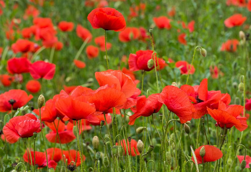Champ de coquelicots par Daan Kloeg