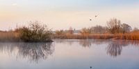 Verstild landschap met vliegende eenden
