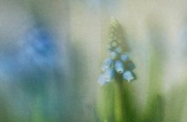 Grape hyacinth by Ellen Driesse