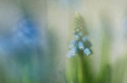 Blauw Druifje
