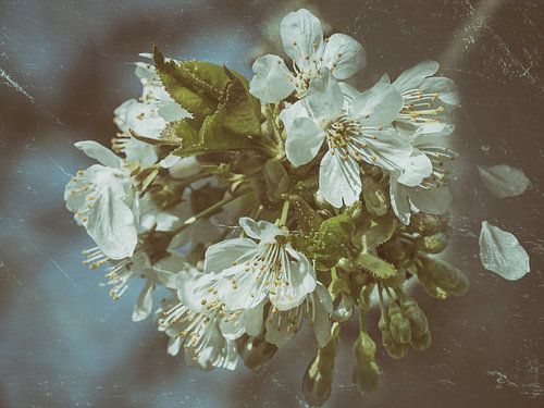 Kersenbloesems - vintage