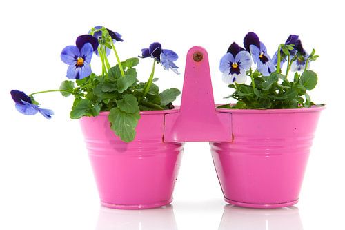 Des violettes bleues dans un pot rose