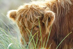 Scottish Highlander by Dirk van Egmond