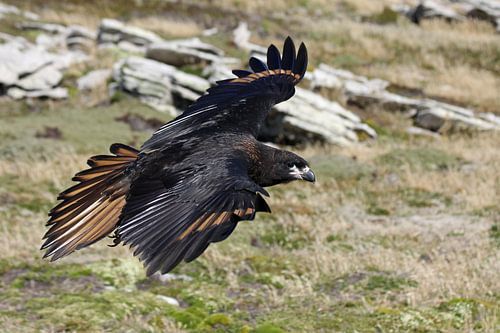 Falkland Caracara
