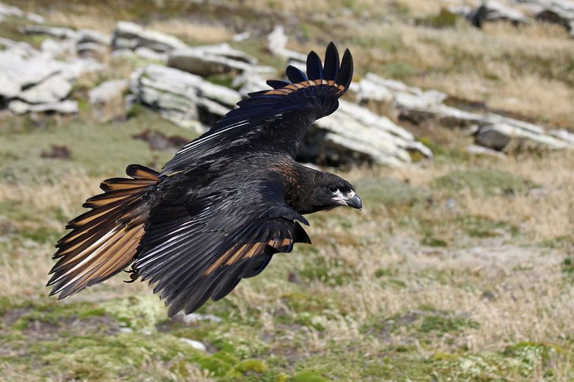 Falkland Caracara by Antwan Janssen
