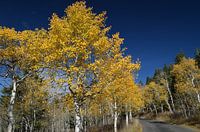 Herbst