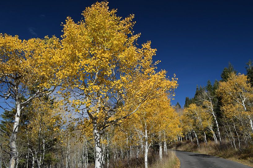Herbst von Sylvia Schmidt